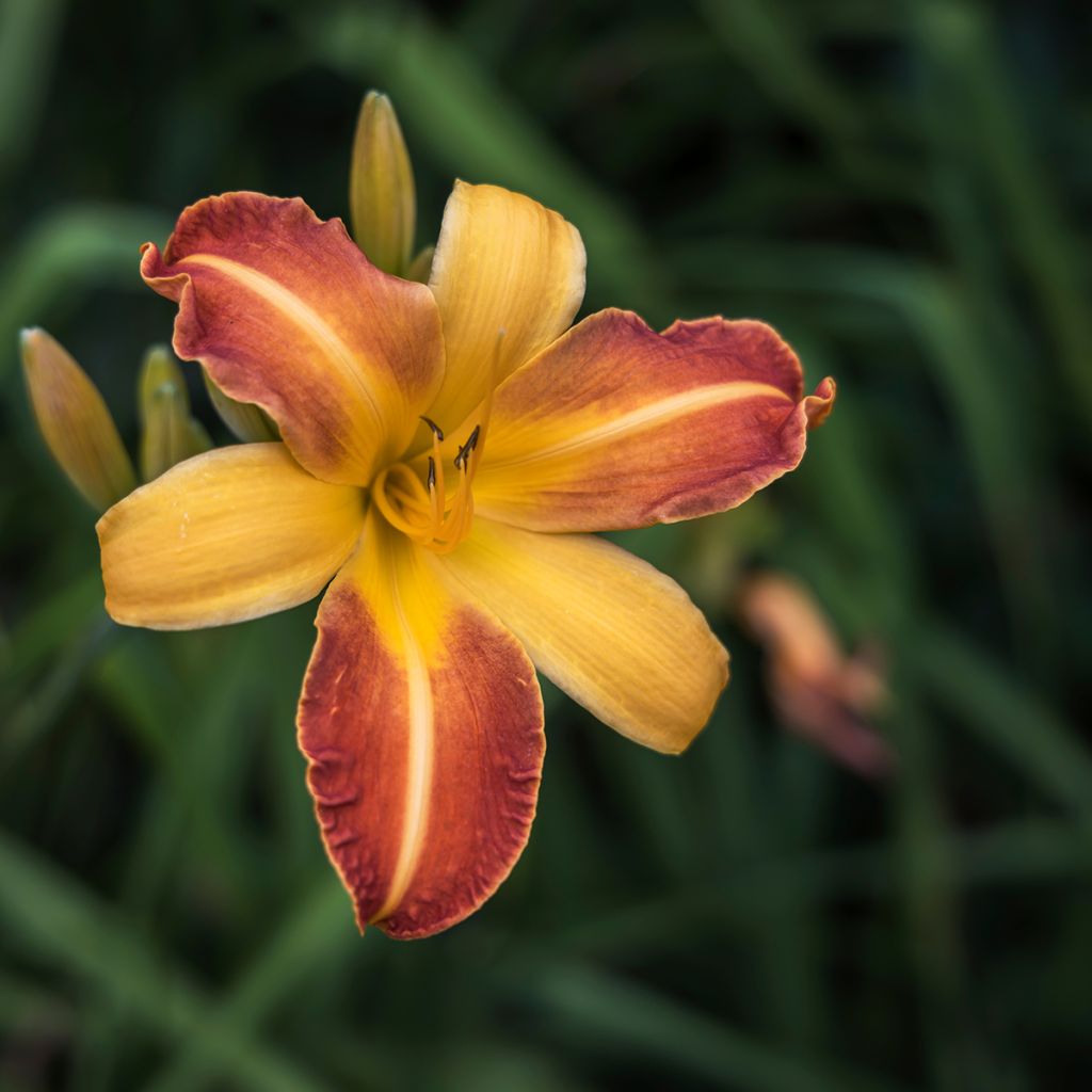 Hemerocallis Frans Hals - Emerocallide