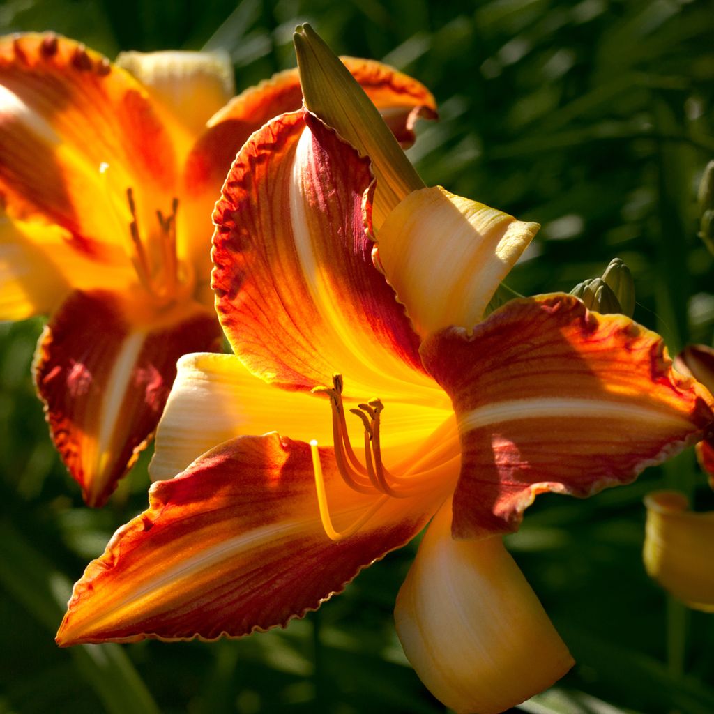 Hemerocallis Frans Hals - Emerocallide