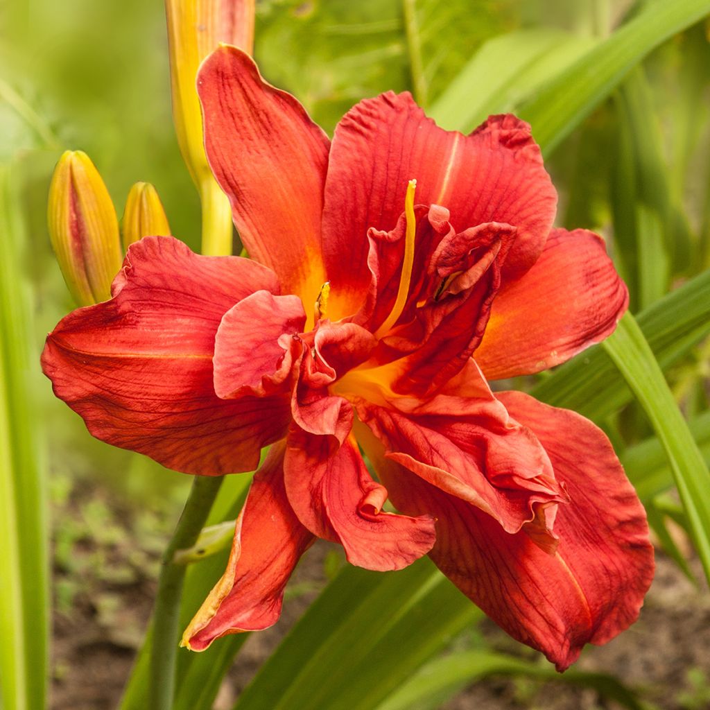 Hemerocallis Highland Lord - Emerocallide