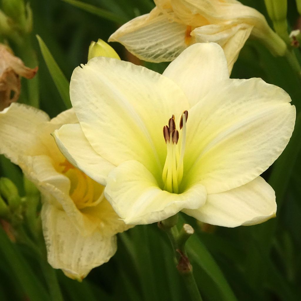 Hemerocallis Joan Senior - Emerocallide
