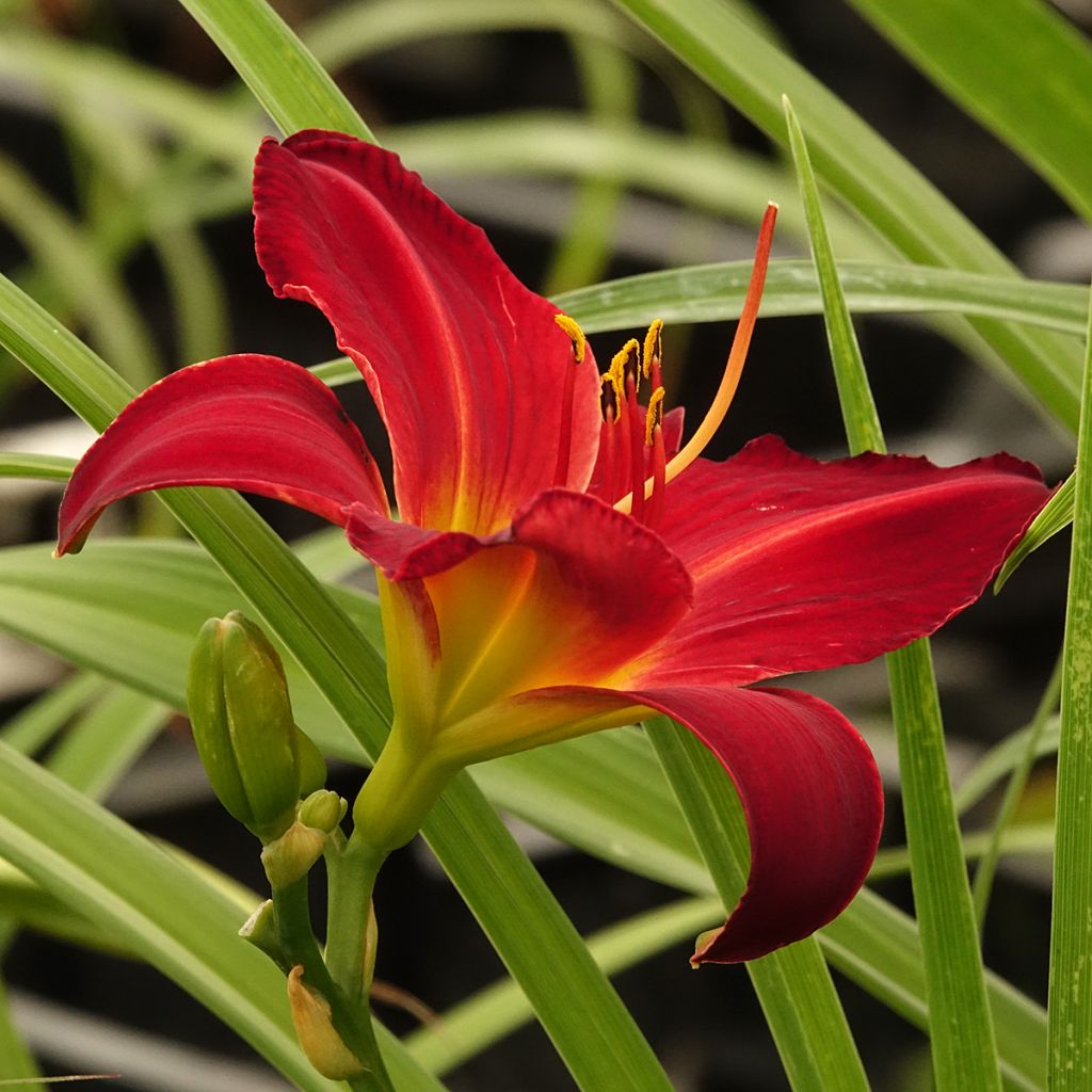 Hemerocallis Jolly Hearts - Emerocallide