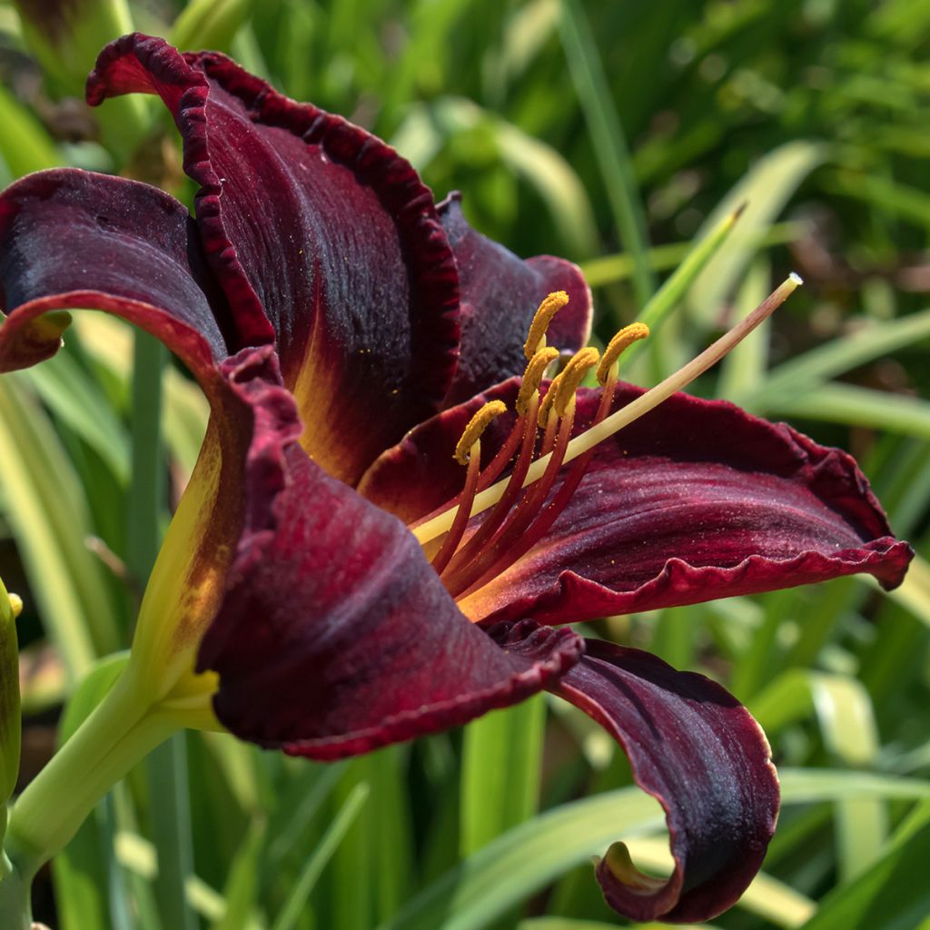 Hemerocallis Midnight Magic - Emerocallide