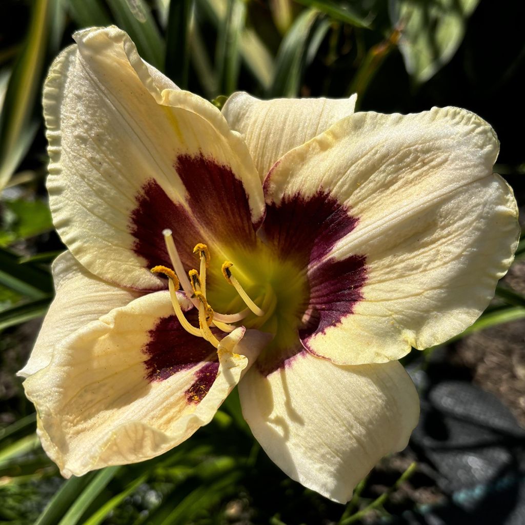 Hemerocallis Moonlight Masquerade - Emerocallide