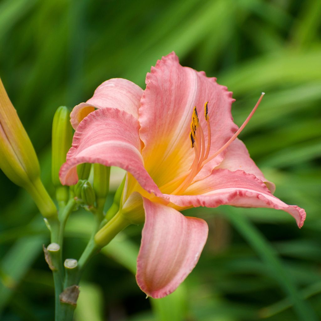 Hemerocallis Persian Market - Emerocallide