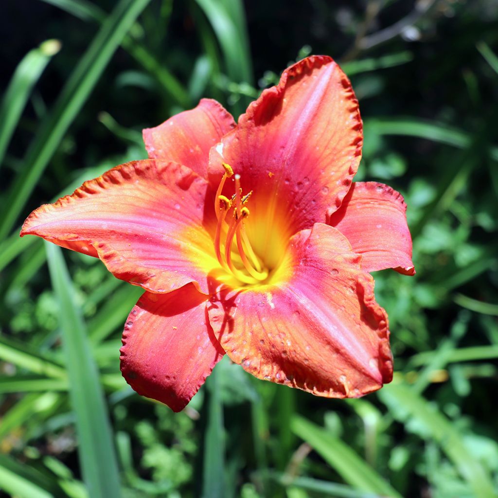 Hemerocallis South Seas - Emerocallide