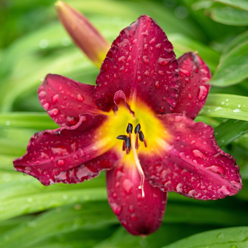 Hemerocallis Vintage Bordeaux - Emerocallide