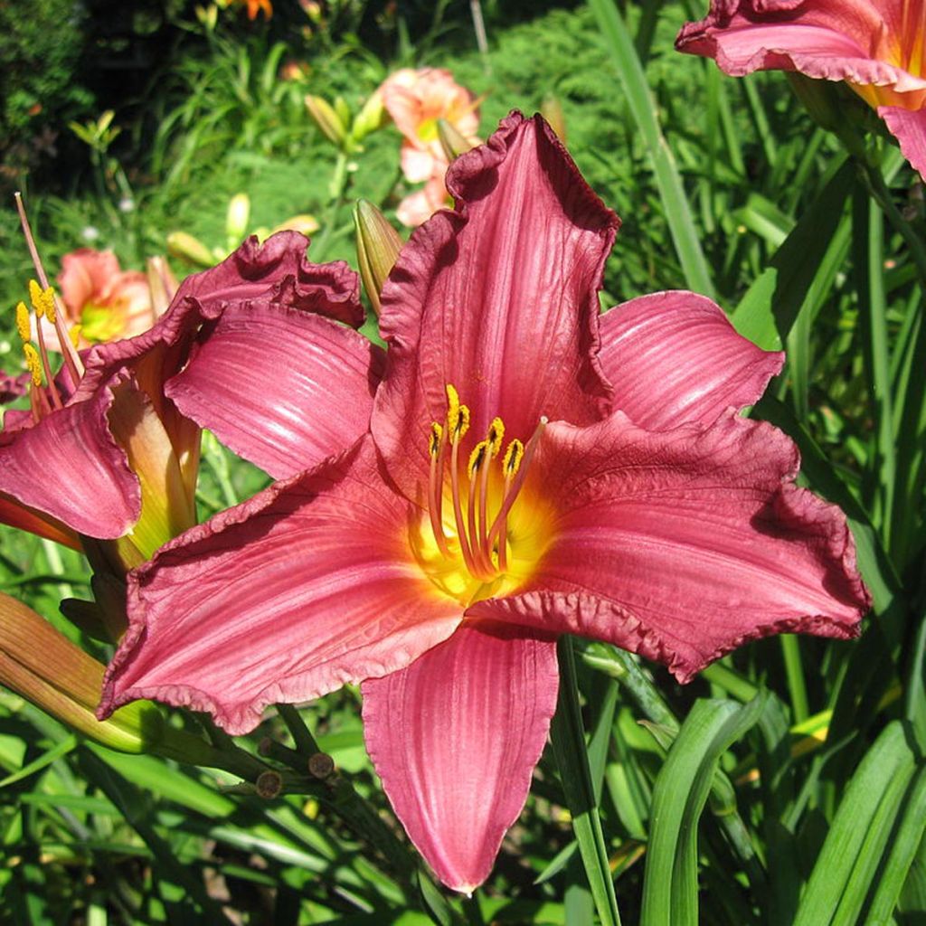 Hemerocallis Summer Wine - Emerocallide