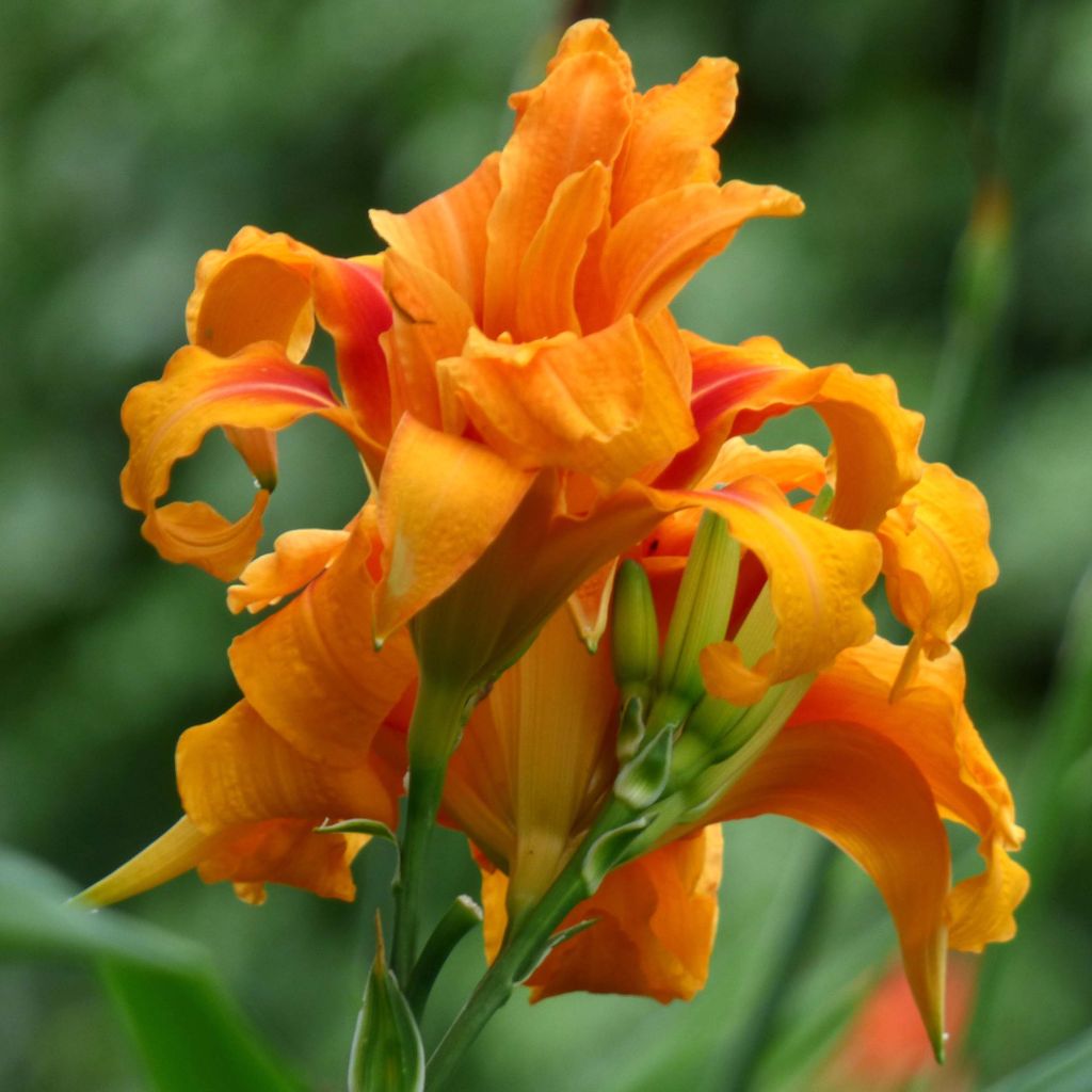 Hemerocallis fulva Flore Pleno - Giglio di San Giuseppe a fiore doppio