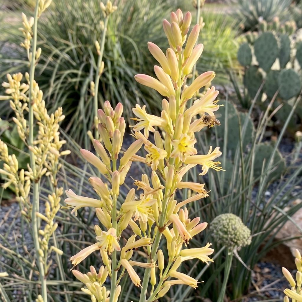 Hesperaloe parviflora Arizona Sunrise - Yucca rossa