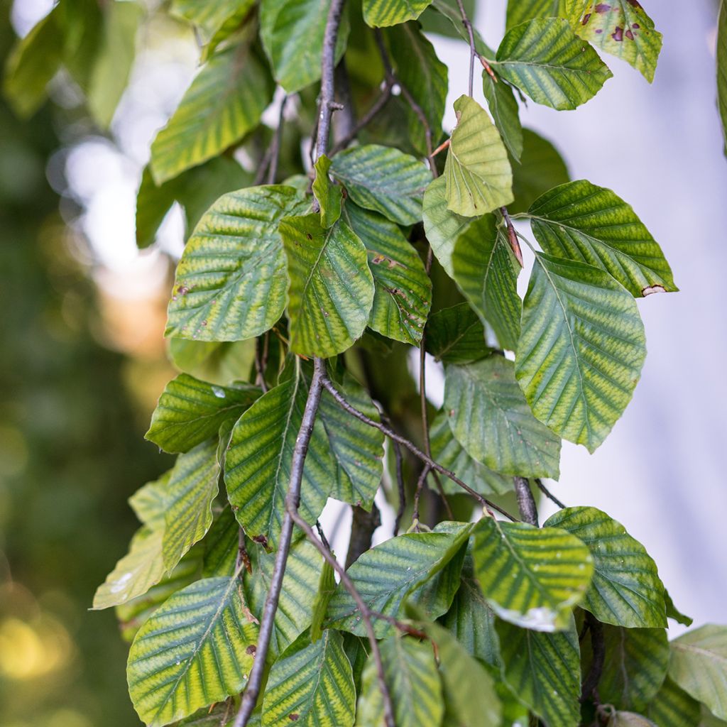 Fagus sylvatica Pendula - Faggio