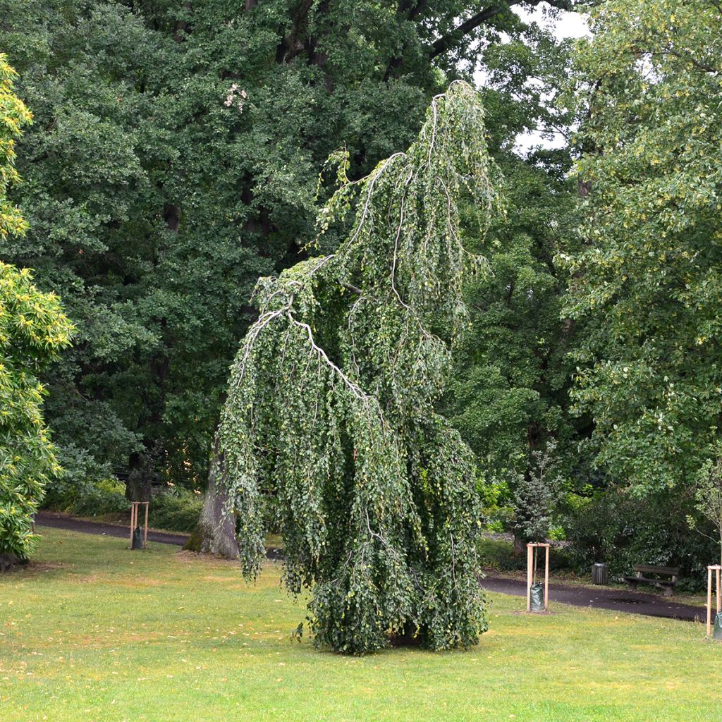 Fagus sylvatica Pendula - Faggio