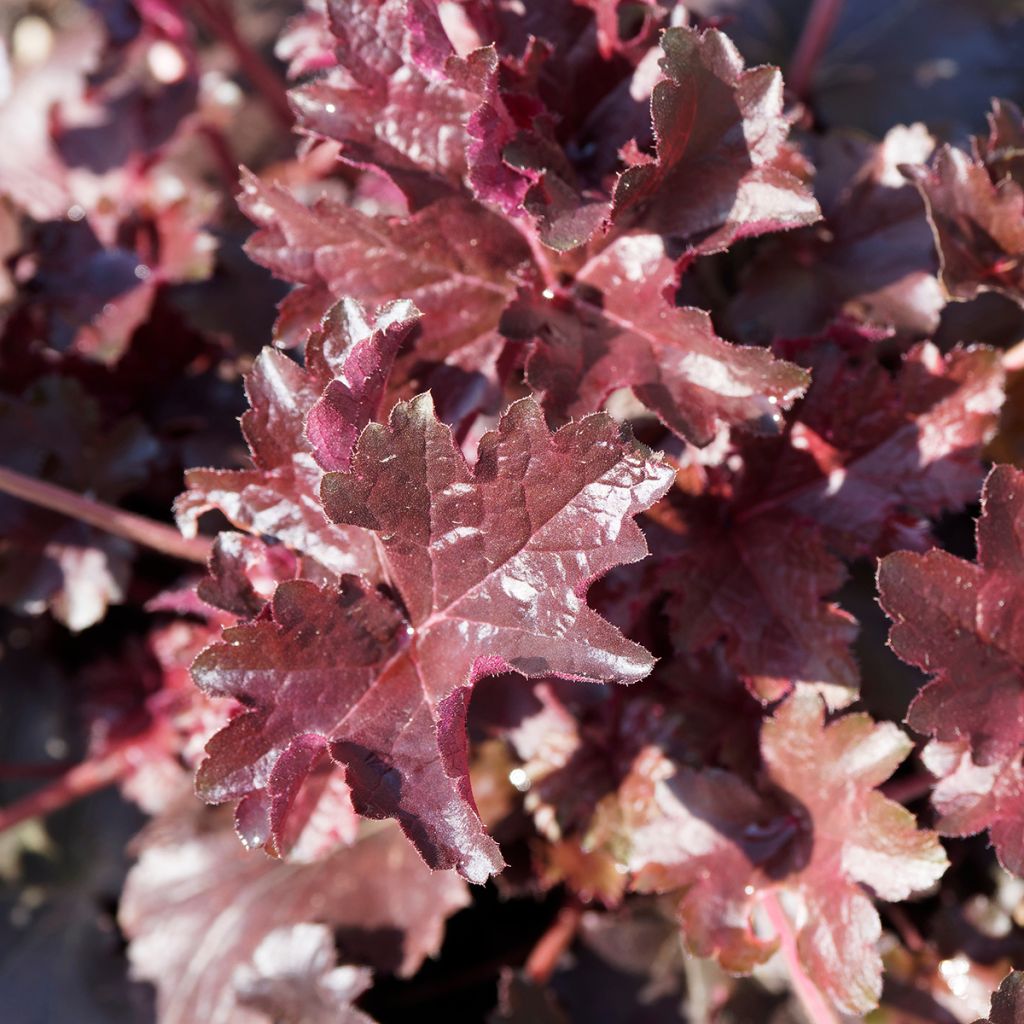 Heuchera micrantha Palace Purple