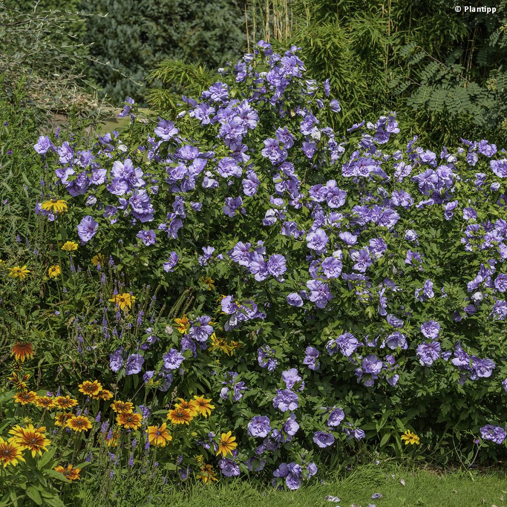 Hibiscus syriacus Blue Chiffon - Ibisco