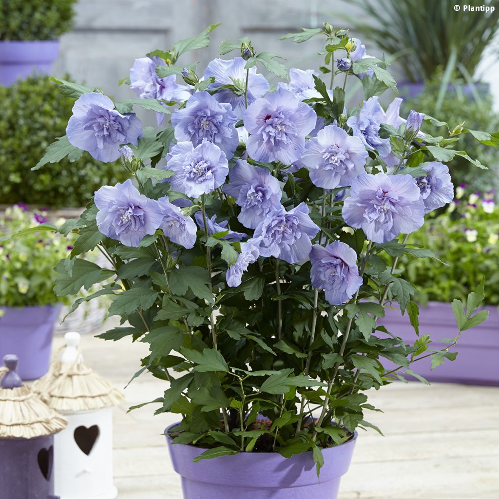 Hibiscus syriacus Blue Chiffon - Ibisco