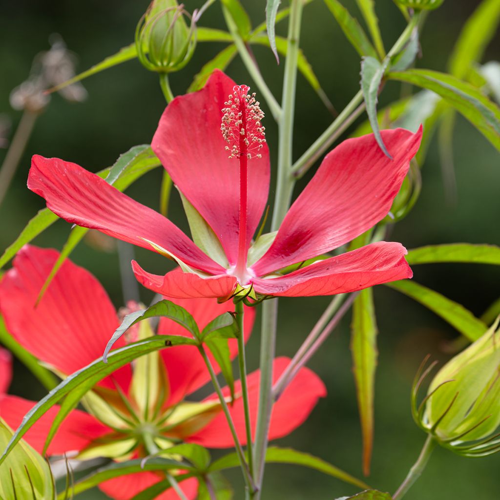 Hibiscus coccineus - Ibisco scarlatto