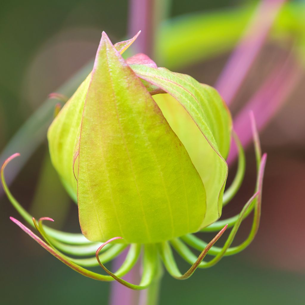 Hibiscus coccineus - Ibisco scarlatto