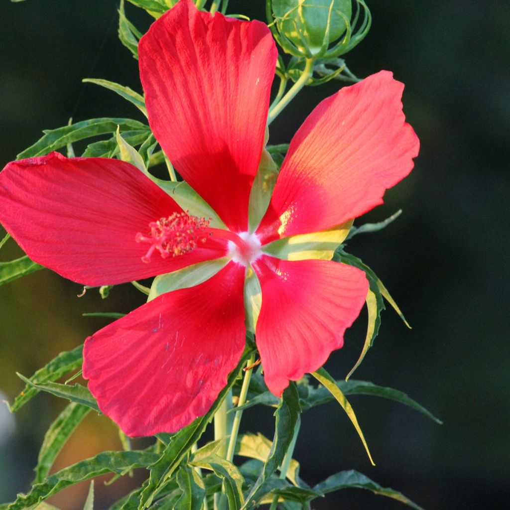 Hibiscus coccineus - Ibisco scarlatto