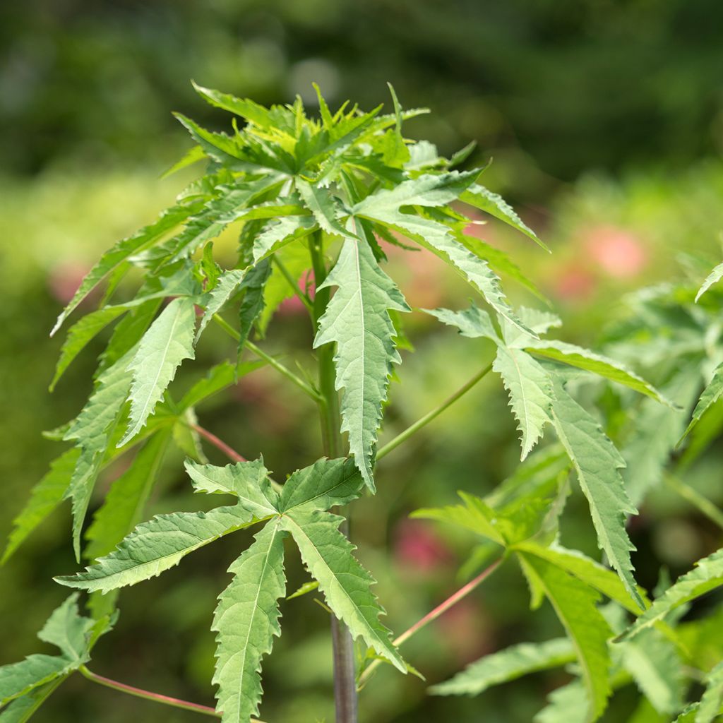 Hibiscus coccineus - Ibisco scarlatto