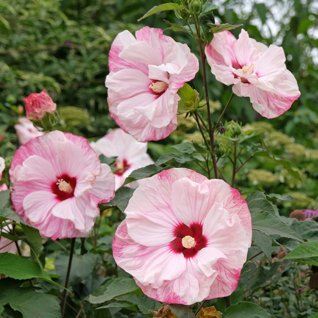 Hibiscus moscheutos Cherry Cheesecake - Ibisco palustre