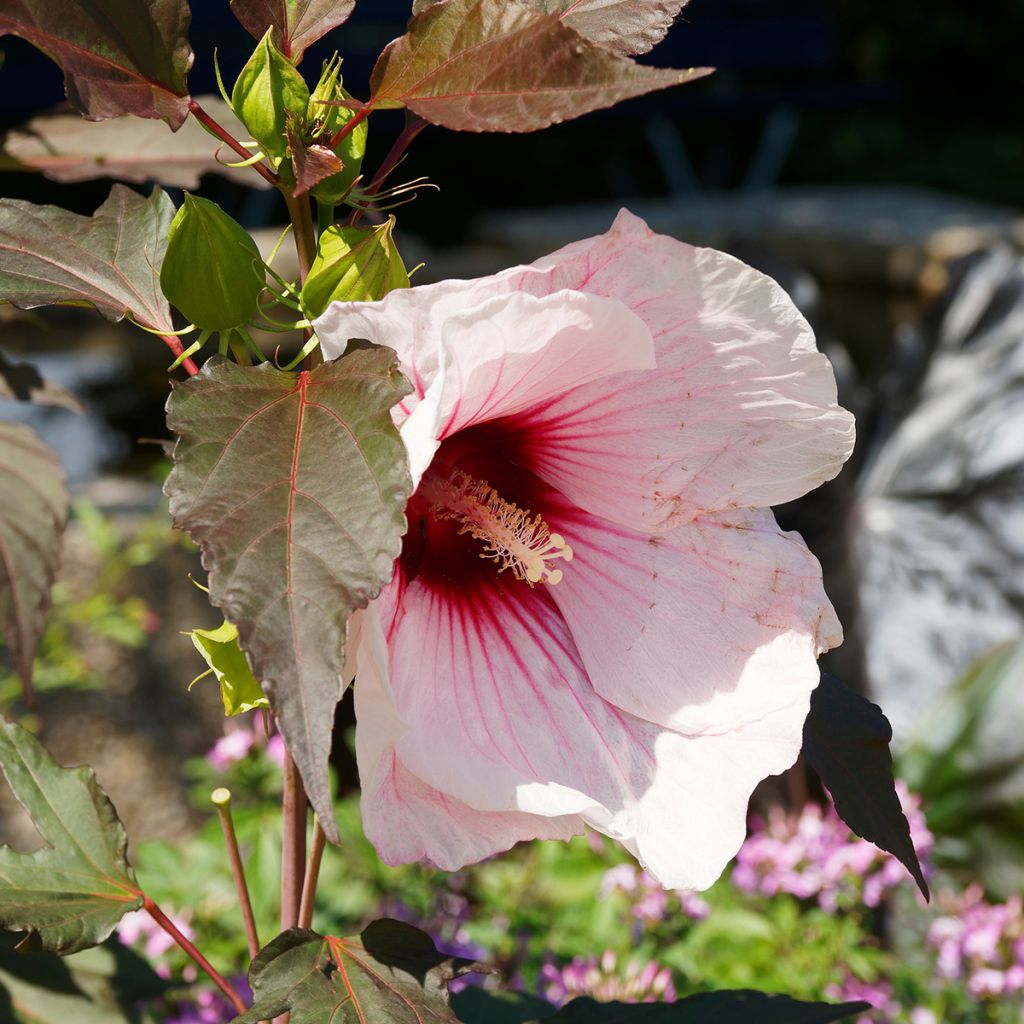 Hibiscus moscheutos Joli Coeur - Ibisco palustre