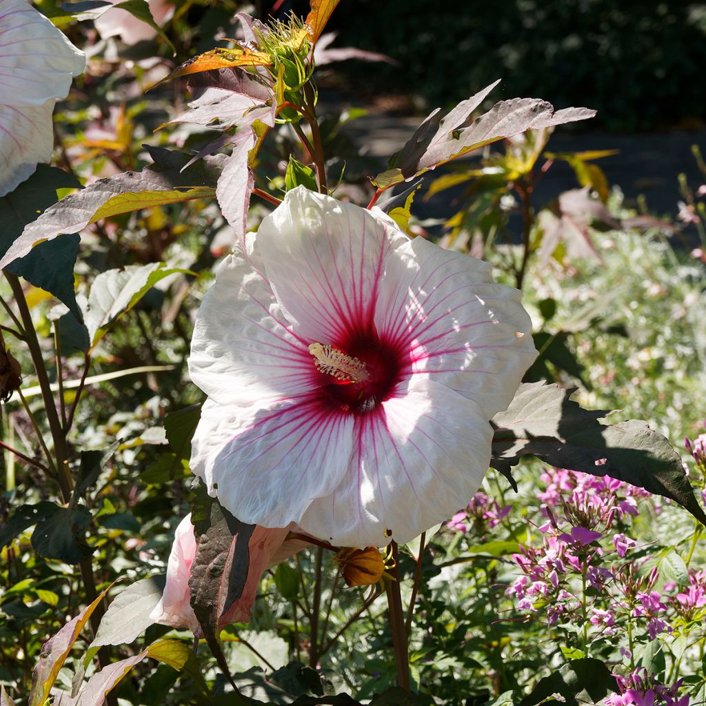 Hibiscus moscheutos Joli Coeur - Ibisco palustre