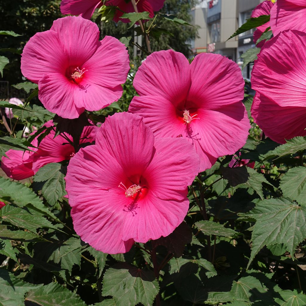 Hibiscus moscheutos Rose - Ibisco palustre