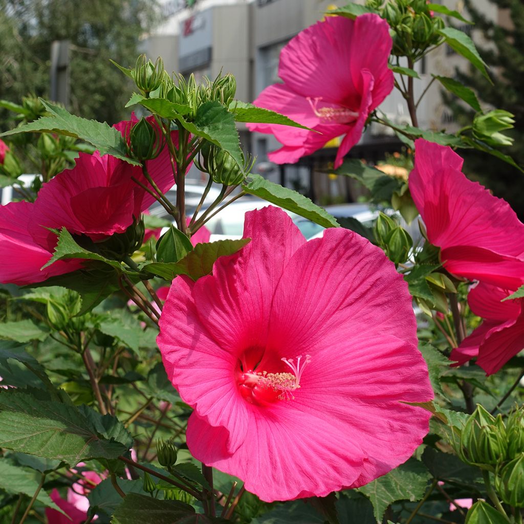 Hibiscus moscheutos Rose - Ibisco palustre