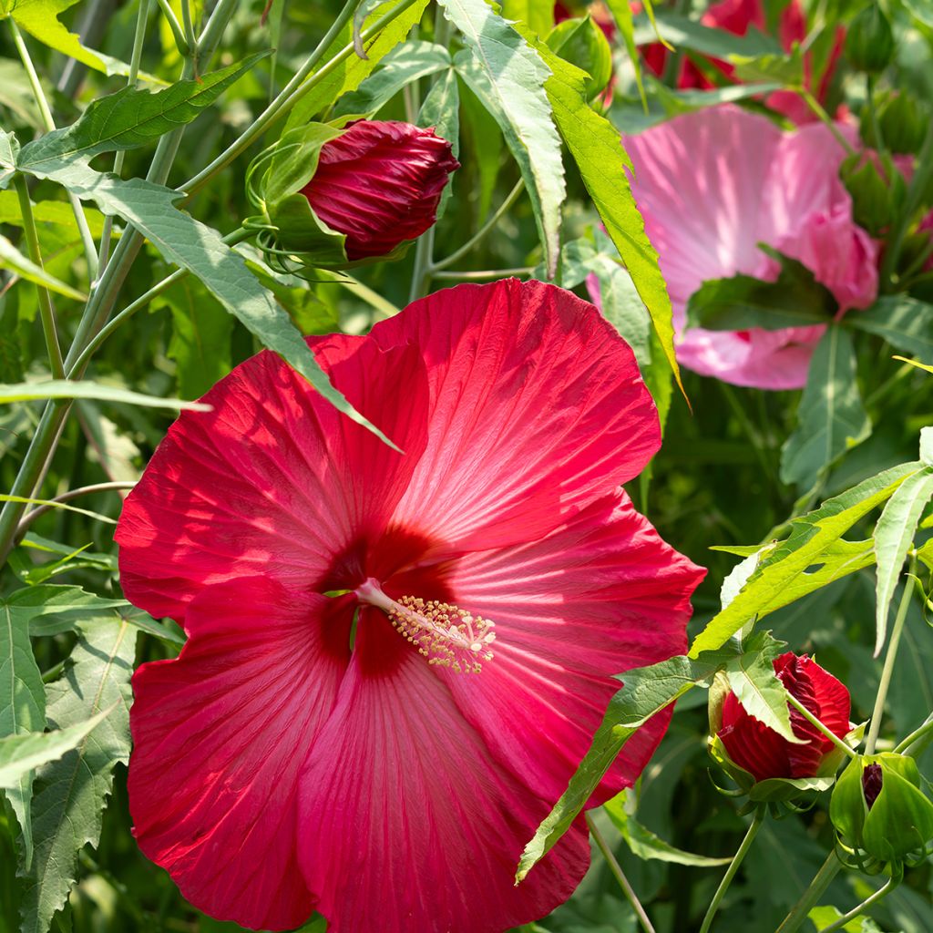 Hibiscus moscheutos Red - Ibisco palustre