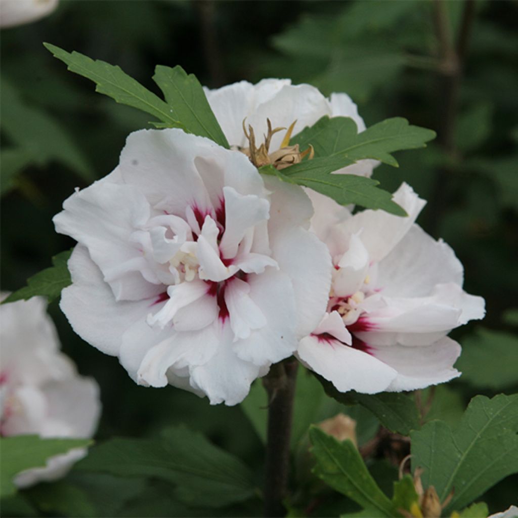 Hibiscus syriacus Lady Stanley - Ibisco