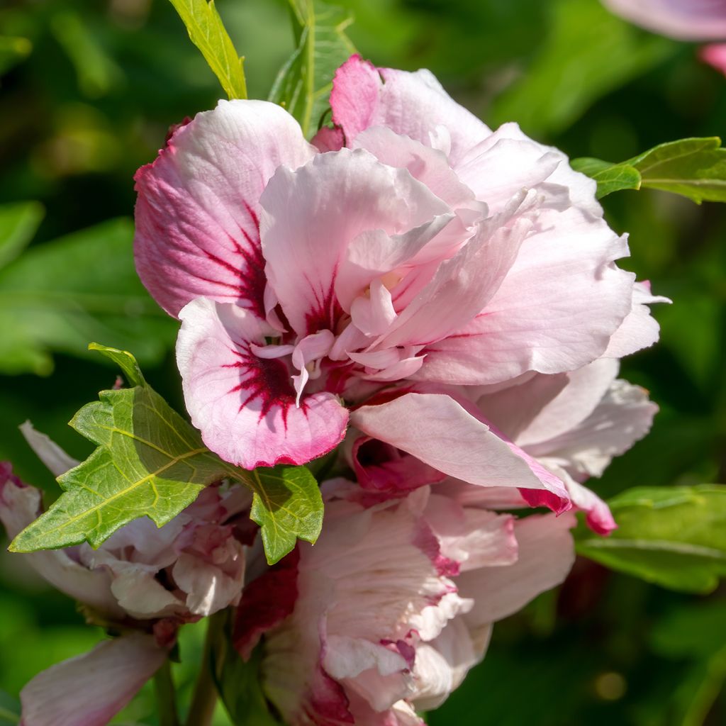 Hibiscus syriacus Lady Stanley - Ibisco