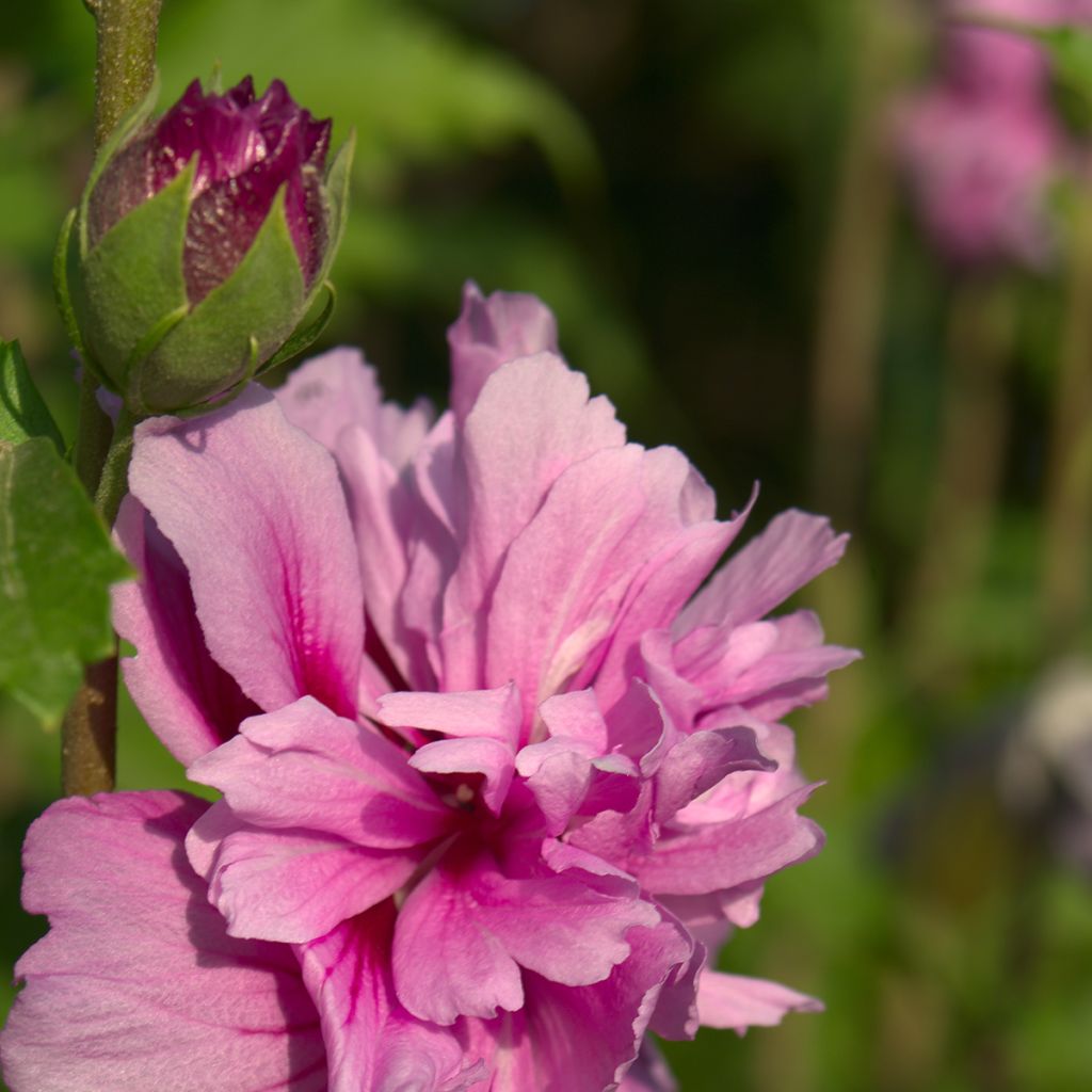 Hibiscus syriacus Magenta Chiffon - Ibisco