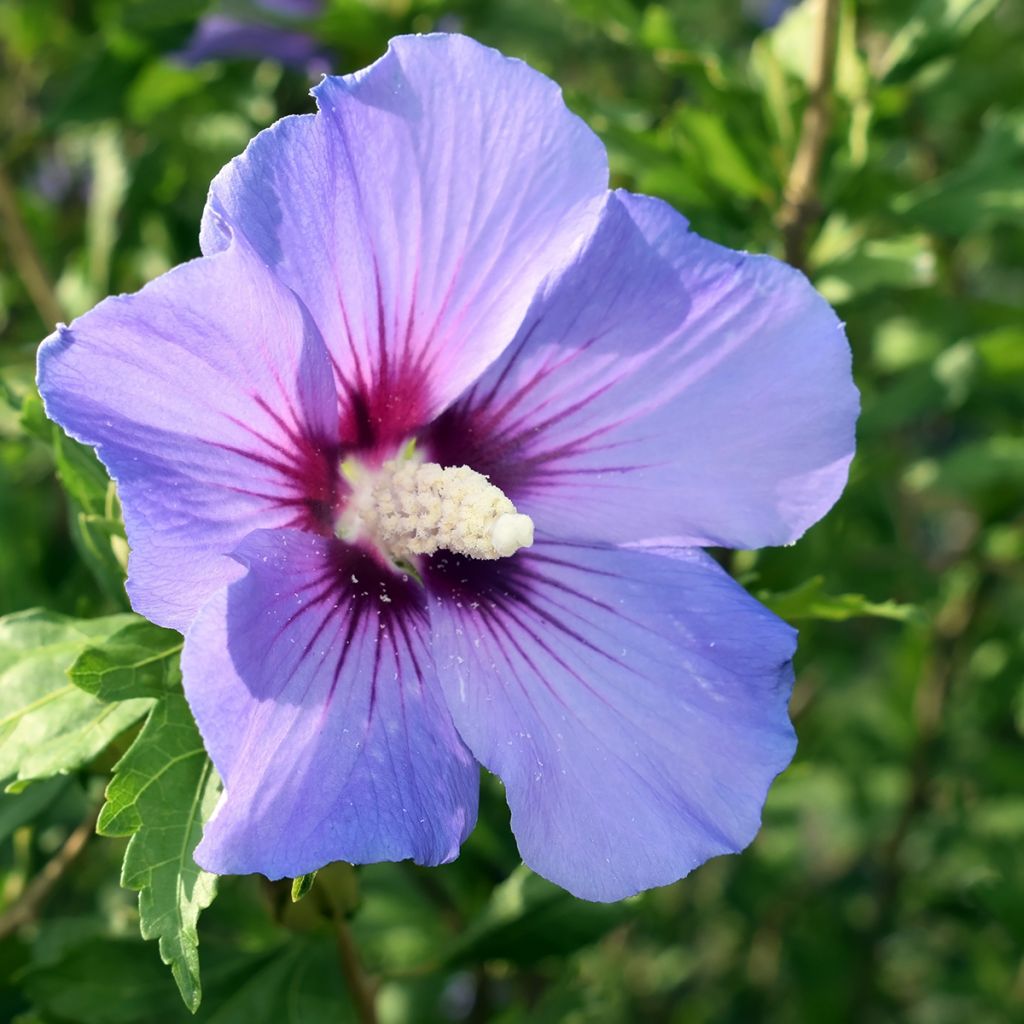 Hibiscus syriacus Marina - Ibisco
