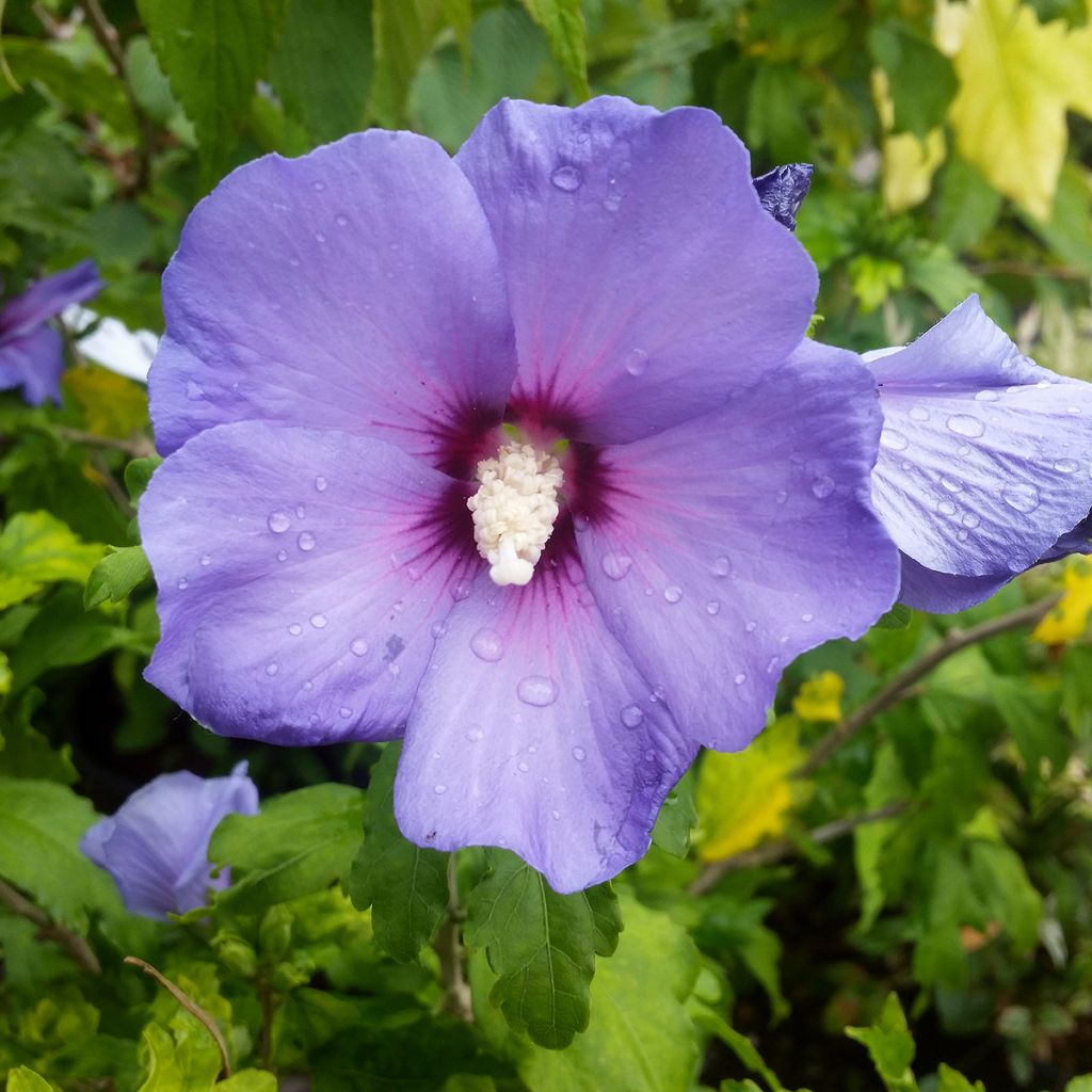 Hibiscus syriacus Marina - Ibisco