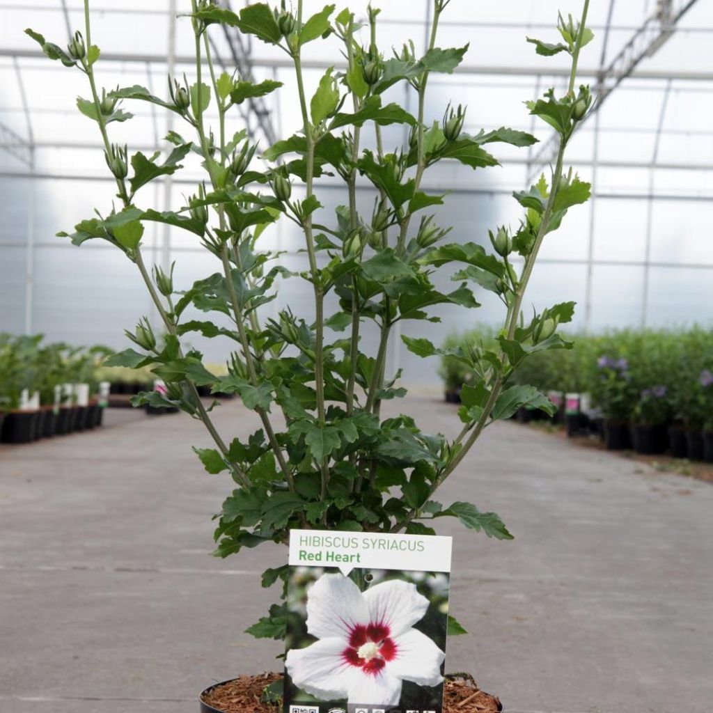 Hibiscus syriacus Red Heart - Ibisco
