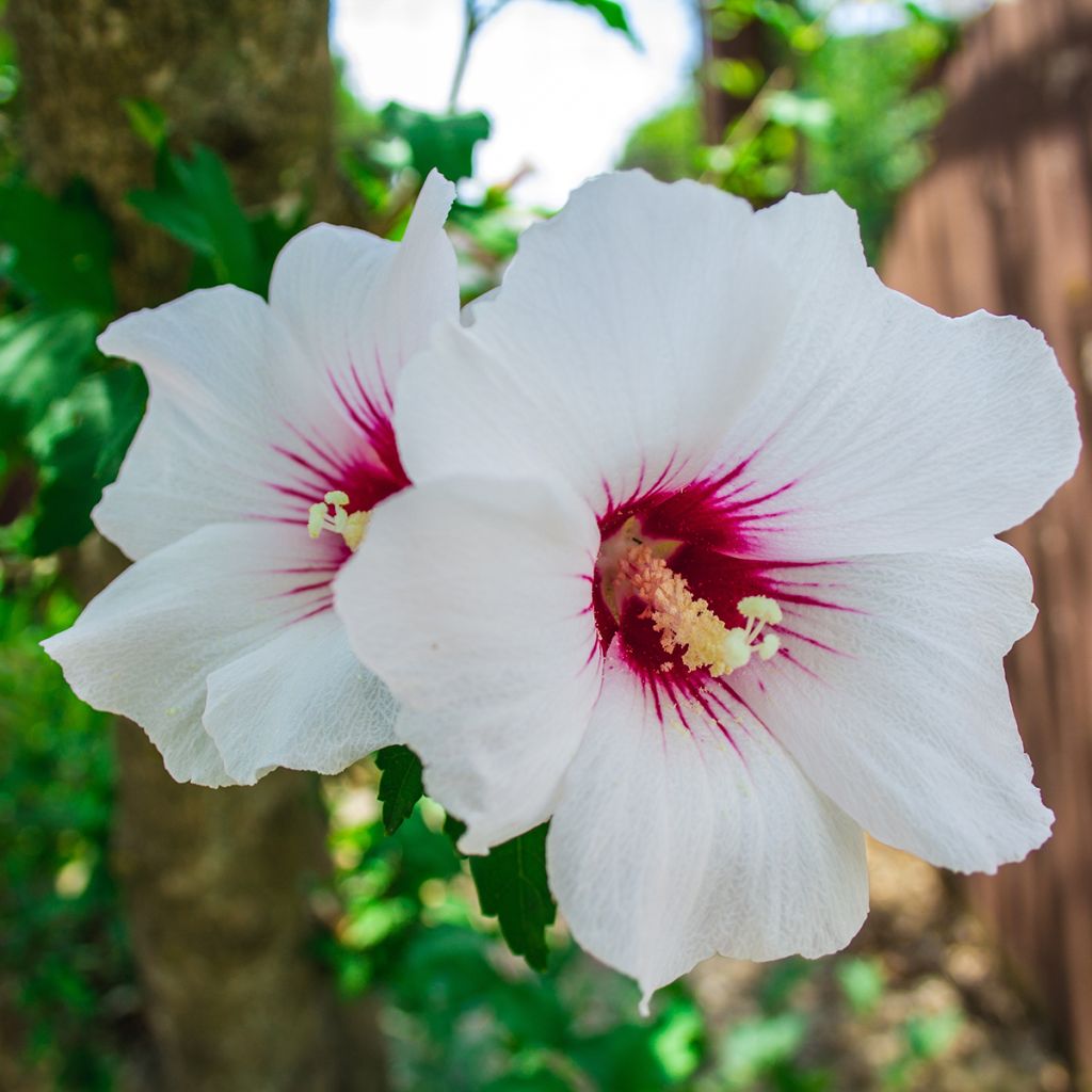 Hibiscus syriacus Red Heart - Ibisco