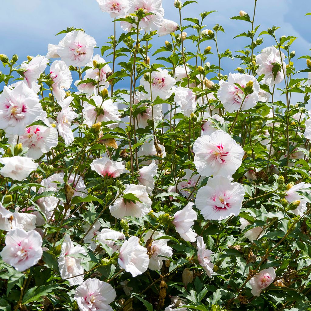 Hibiscus syriacus Starburst Chiffon - Ibisco