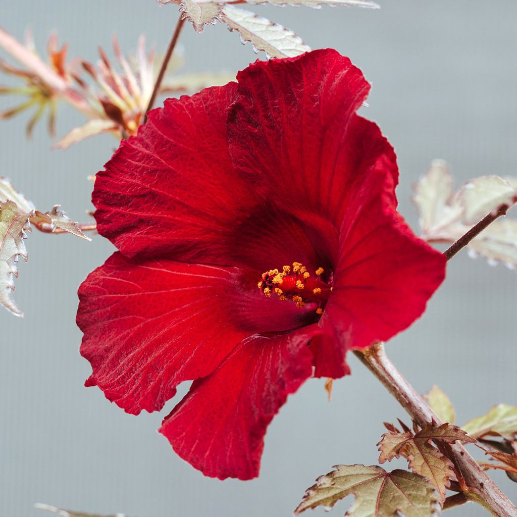 Hibiscus acetosela Mahogany Splendor (semi) - Ibisco rosso