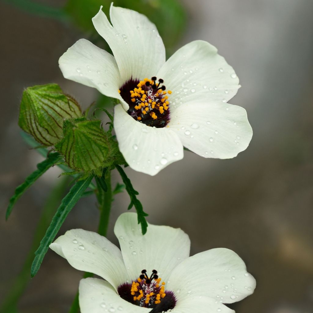 Hibiscus trionum - Ibisco vescicoso