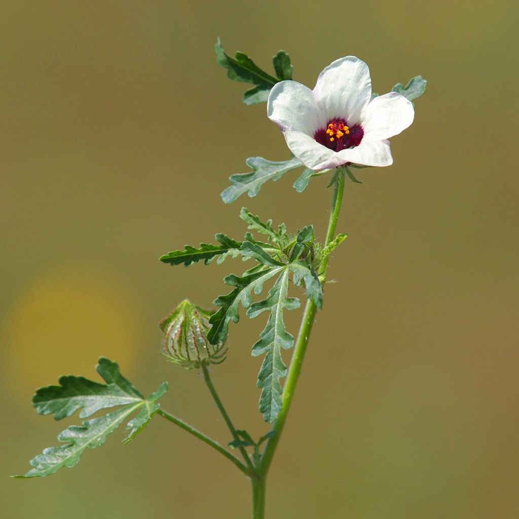 Hibiscus trionum - Ibisco vescicoso