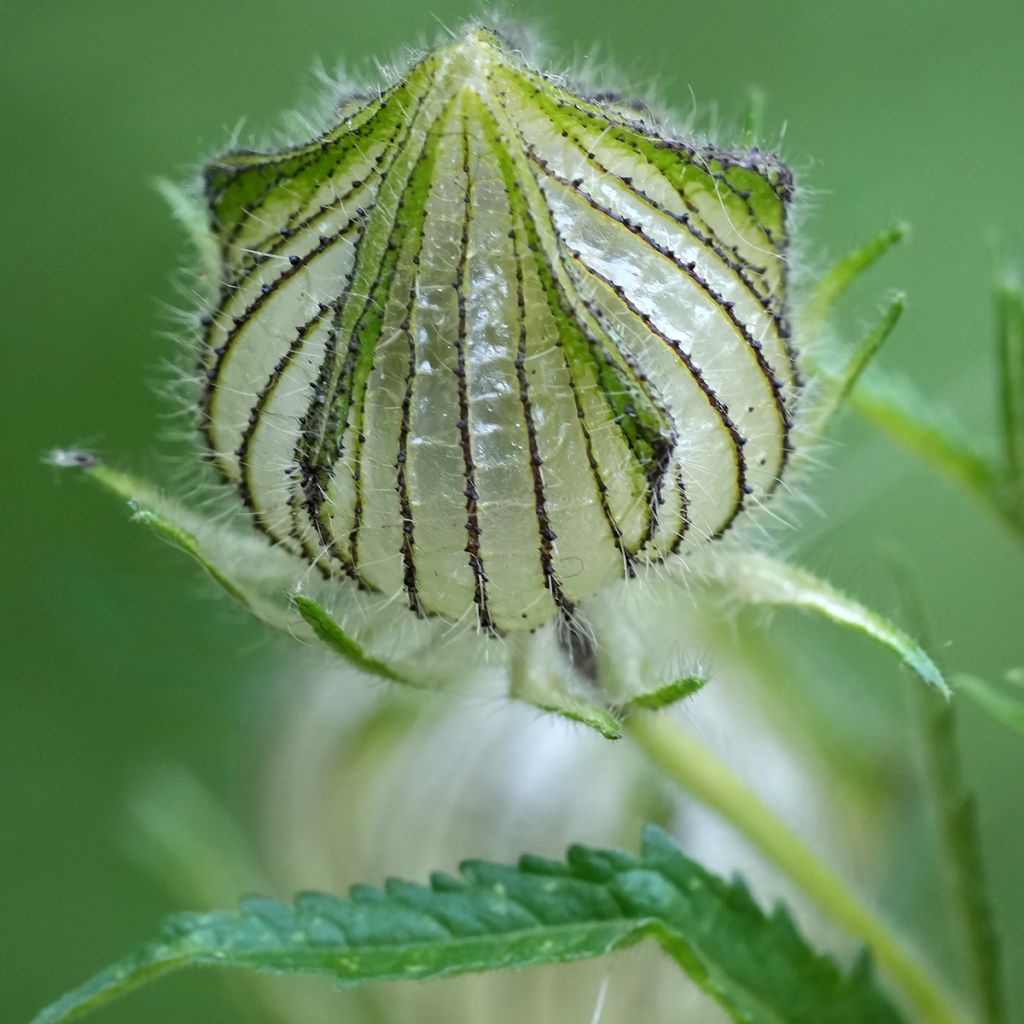 Hibiscus trionum - Ibisco vescicoso