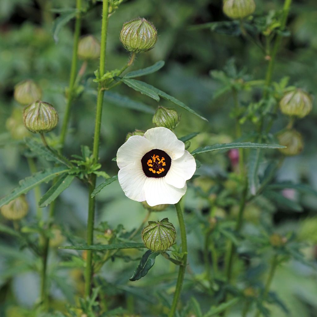 Hibiscus trionum - Ibisco vescicoso