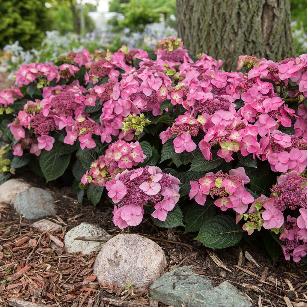 Hydrangea macrophylla Endless Summer Pop Star - Ortensia
