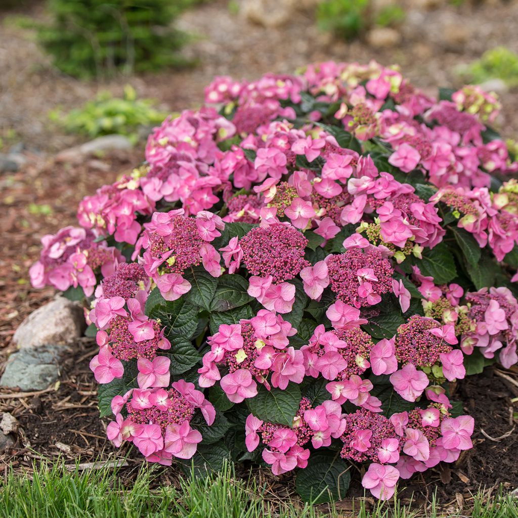 Hydrangea macrophylla Endless Summer Pop Star - Ortensia
