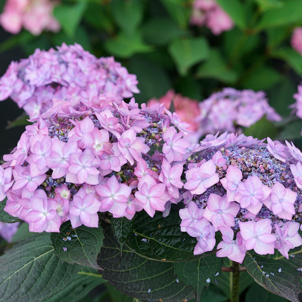 Hydrangea serrata Frozen Smoothie - Ortensia