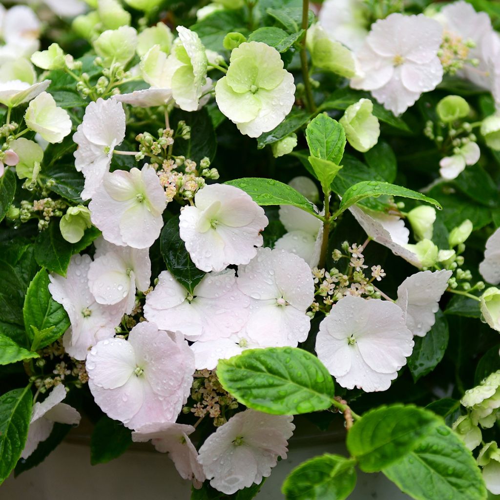 Hydrangea Runaway Bride - Ortensia