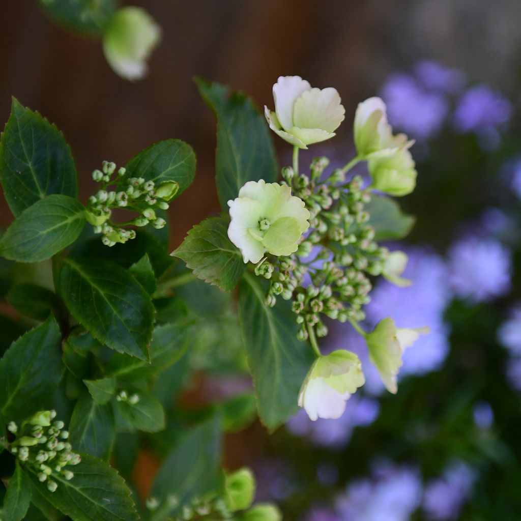 Hydrangea Runaway Bride - Ortensia