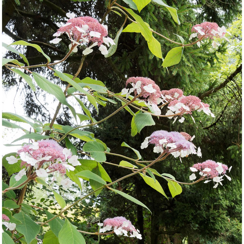 Hydrangea aspera Goldrush - Ortensia dorata