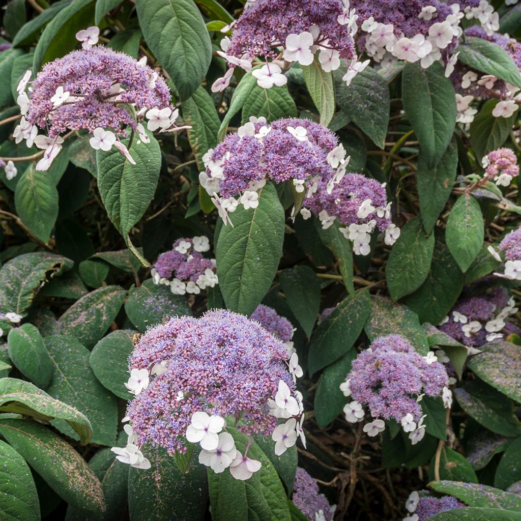 Hydrangea aspera subsp. sargentiana - Ortensia