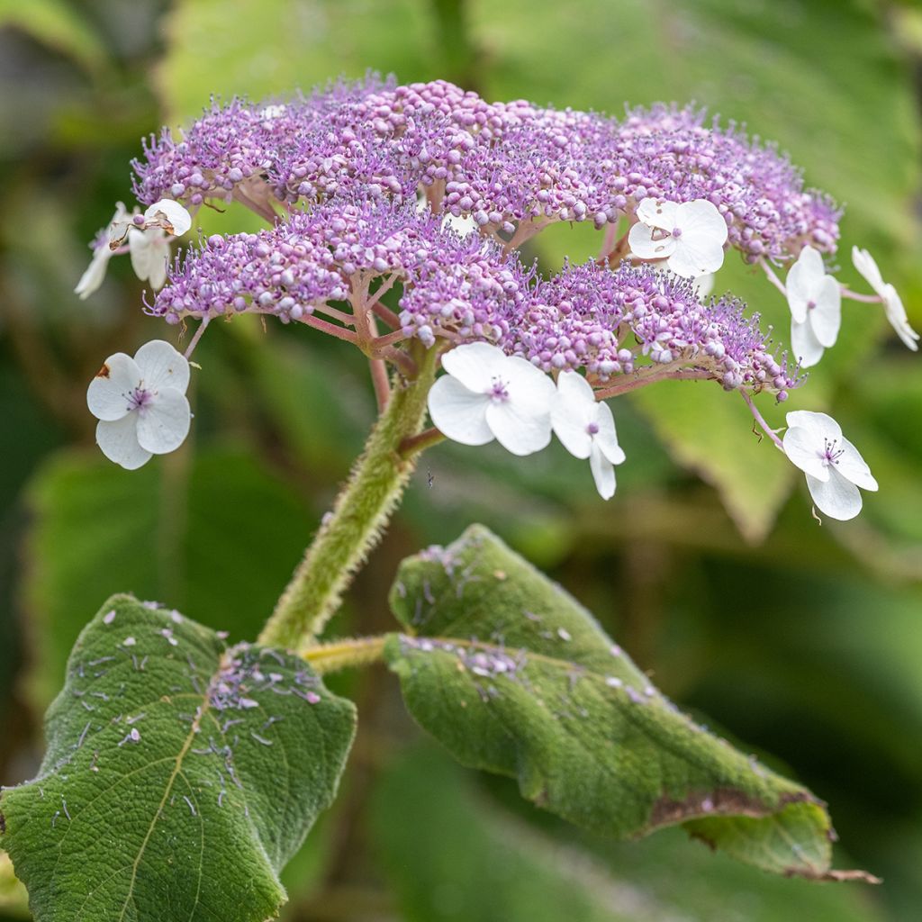 Hydrangea aspera subsp. sargentiana - Ortensia
