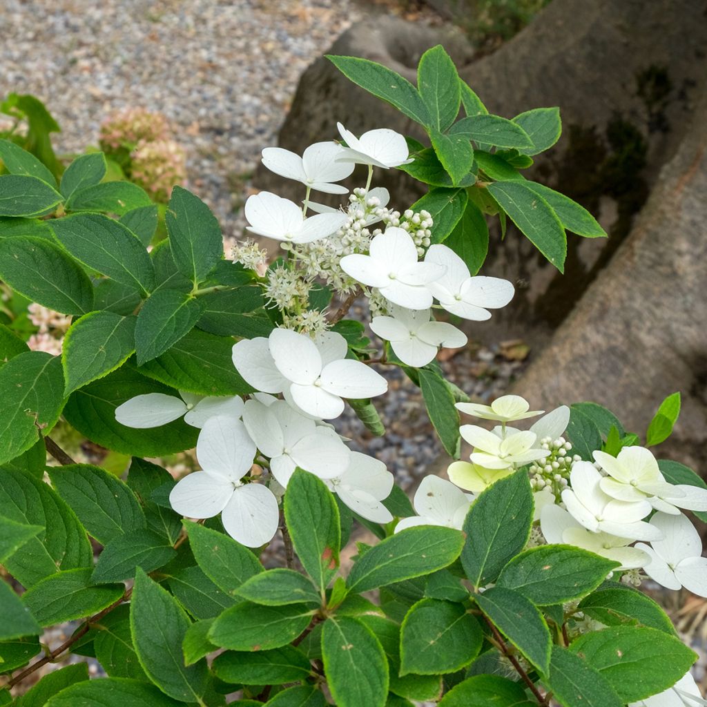 Hydrangea heteromalla - Ortensia